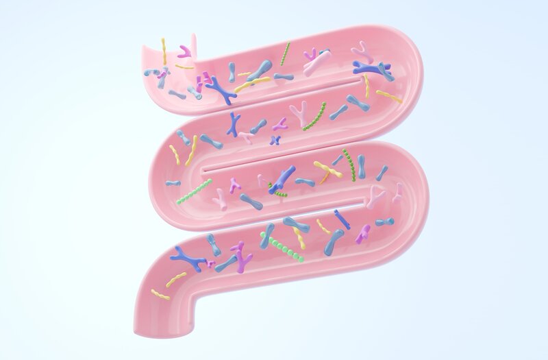 Mikrobiom und Körpergewicht
